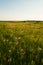 Purple Coneflowers at Wah`Kon-Tah Prairie in Missouri