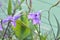 Purple convolvulus sabatius