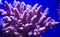 Purple coral