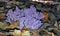 Purple coral fungi, Clavaria zollingeri