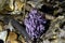 Purple coral fungi, Clavaria zollingeri, growing in Australian temperate rainforest