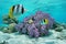 Purple coral underwater with two tropical fish