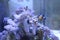 Purple corals growing and pet fishes swimming