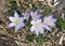 Purple Corcus flowers blooming in spring