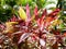 Purple cordylin in Deshaies botanical garden on Basse-Terre in Guadeloupe