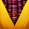 Purple Corn seed texture closeup