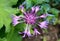 Purple cornflower