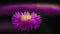 Purple cornflower in bloom. Time lapse.