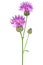 Purple Cornflower - Centaurea on white background