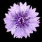 Purple Cornflower Flower Isolated on Black Background