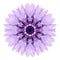 Purple Cornflower Mandala Flower Kaleidoscope Isolated on White