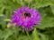 Purple cornflower with a visiting bee pollinator