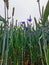 Purple Cornflowers and Angel View