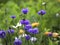 Purple cornflowers and a bumblebee drinking nectar