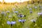 Purple Cornflowers field ans Insect on bloom