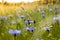 Purple Cornflowers field ans Insect on bloom