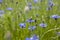 Purple Cornflowers field ans Insect on bloom