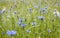 Purple Cornflowers field Nature Blooming Meadows