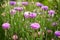 Purple cornflowers in garden