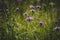 Purple cornflowers in green grass in the field. Many wildflowers. Cornflower rough grows in the field. Centaurea scabiosa