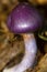 Purple cort mushroom at Pixie Falls in Ashford, Connecticut