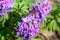Purple corydalis with apis