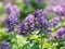 Purple Corydalis blossom in the spring in a forest