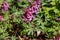 Purple corydalis flowers in forest at spring