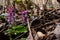 Purple Corydalis intermedia growing between dry leaves and branches