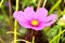 Purple cosmea (cosmos) flower