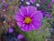Purple Cosmo Flower with Cosmos in Background