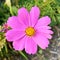 Purple Cosmos bipinnatus or Mexican aster flower has bloomed and blossomed in ornamental or botanical garden. Blurred background.
