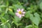 A purple Cosmos flower (Cosmos Caudatus) with a striped lynx spider on it