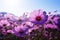 Purple cosmos flowers add charm to the gardens natural beauty