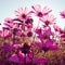 Purple cosmos flowers with sunshine-vintage style