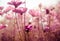 Purple cosmos flowers with sunshine - vintage style