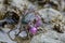 Purple crab search food at rock