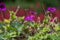 Purple cranesbill flower against the backdrop of a colorful park bed.