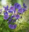 Purple cranesbill flowers growing in a garden. Closeup of bright geranium perennial flowering plants contrasting in a