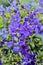 Purple Cranesbill flowers growing in a garden. Many bright geranium perennial flowering plants contrasting in a green