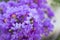 Purple crape myrtle flower lagerstroemia with yellow pollen