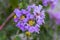 Purple crape myrtle flower lagerstroemia with yellow pollen