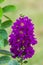 Purple crape myrtle flowers