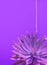 Purple creative aloe and wall background. Minimal floral botanical aesthetic. Very peri trends