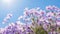 Purple Creeping Phlox against a blue sky. Generative AI