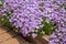 Purple creeping phlox in bloom
