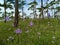 Purple Crested Serpent flower field