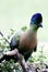 Purple-crested Turaco