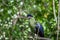 Purple-crested turaco close up in the forest