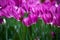 Purple Crimson Fresh Tulips in a Field